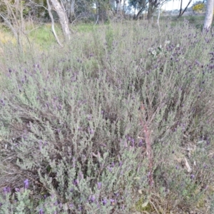 Lavandula stoechas at Jerrabomberra, ACT - 15 Sep 2021