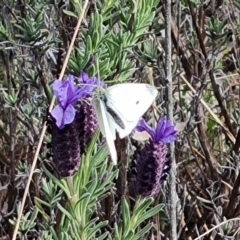 Pieris rapae (Cabbage White) at Isaacs Ridge - 15 Sep 2021 by Mike