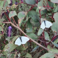 Pieris rapae at Jerrabomberra, ACT - 15 Sep 2021 03:19 PM