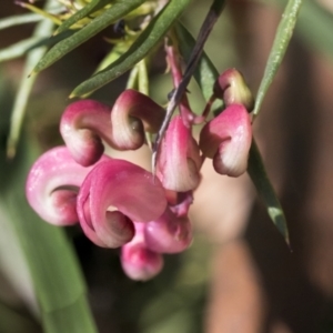 Grevillea rosmarinifolia subsp. rosmarinifolia at Scullin, ACT - 14 Sep 2021