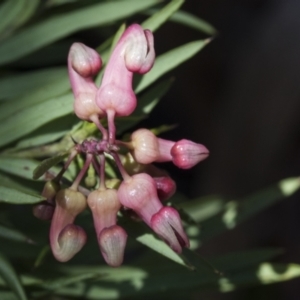 Grevillea rosmarinifolia subsp. rosmarinifolia at Scullin, ACT - 14 Sep 2021