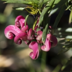 Grevillea rosmarinifolia subsp. rosmarinifolia at Scullin, ACT - 14 Sep 2021