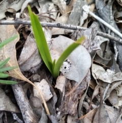 Diuris sp. (A Donkey Orchid) at Carwoola, NSW - 15 Sep 2021 by Liam.m