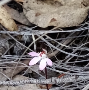 Caladenia fuscata at Carwoola, NSW - 15 Sep 2021