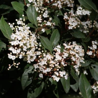 Viburnum tinus (Laurustinus) at Yackandandah, VIC - 14 Sep 2021 by Kyliegw