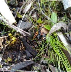 Echthromorpha intricatoria (Cream-spotted Ichneumon) at Queanbeyan East, NSW - 15 Sep 2021 by Liam.m