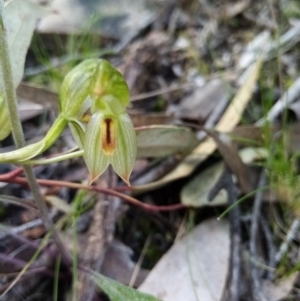 Bunochilus umbrinus (ACT) = Pterostylis umbrina (NSW) at suppressed - suppressed