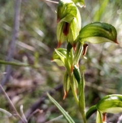 Bunochilus umbrinus (Broad-sepaled Leafy Greenhood) at Carwoola, NSW - 15 Sep 2021 by Liam.m