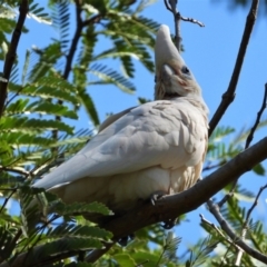 Cacatua sanguinea (Little Corella) at Aitkenvale, QLD - 6 Oct 2019 by TerryS