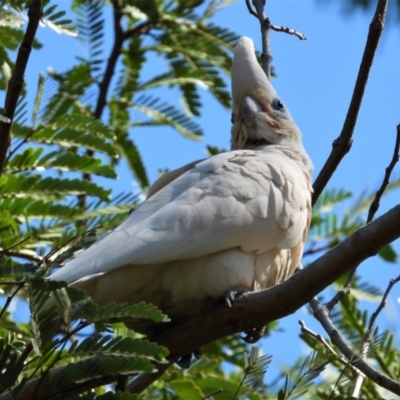 Cacatua sanguinea (Little Corella) at Aitkenvale, QLD - 6 Oct 2019 by TerryS