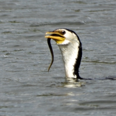 Microcarbo melanoleucos (Little Pied Cormorant) at Douglas, QLD - 2 Oct 2019 by TerryS