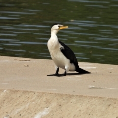 Microcarbo melanoleucos (Little Pied Cormorant) at Cranbrook, QLD - 19 Oct 2019 by TerryS