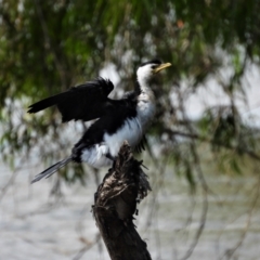 Microcarbo melanoleucos (Little Pied Cormorant) at Cranbrook, QLD - 25 Nov 2019 by TerryS