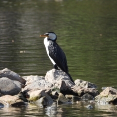 Microcarbo melanoleucos (Little Pied Cormorant) at Cranbrook, QLD - 30 Nov 2019 by TerryS