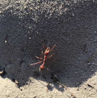 Unidentified Ant (Hymenoptera, Formicidae) at Evans Head, NSW - 15 Sep 2021 by AliClaw