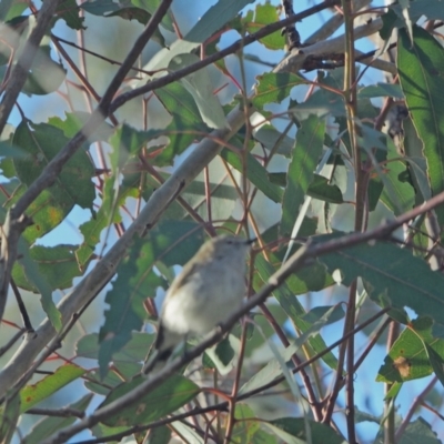 Gerygone fusca (Western Gerygone) at Holt, ACT - 15 Sep 2021 by wombey