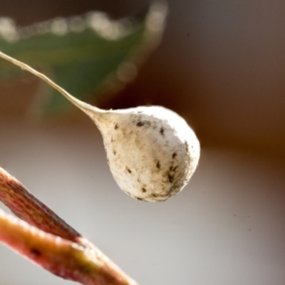 Araneae (order) (Unidentified spider) at Hawker, ACT - 14 Sep 2021 by AlisonMilton