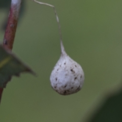 Araneae (order) at Hawker, ACT - 14 Sep 2021