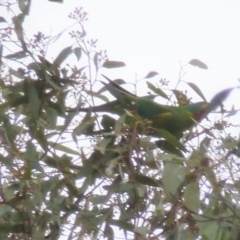 Lathamus discolor (Swift Parrot) at Wanniassa, ACT - 15 Sep 2021 by jksmits