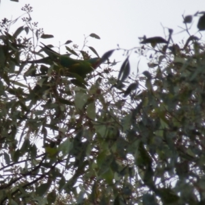 Lathamus discolor at Wanniassa, ACT - 15 Sep 2021