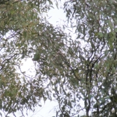 Lathamus discolor at Wanniassa, ACT - 15 Sep 2021