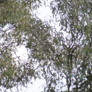 Lathamus discolor at Wanniassa, ACT - 15 Sep 2021