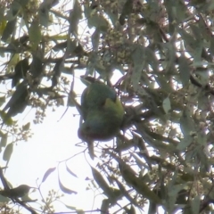 Lathamus discolor at Wanniassa, ACT - 15 Sep 2021