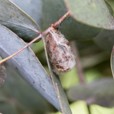 Austracantha minax (Christmas Spider, Jewel Spider) at Hawker, ACT - 14 Sep 2021 by AlisonMilton