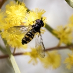 Melangyna viridiceps (Hover fly) at Scullin, ACT - 14 Sep 2021 by AlisonMilton