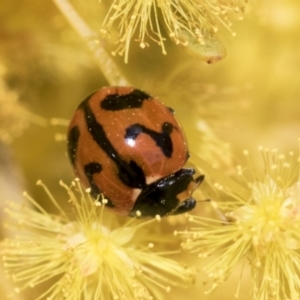 Coccinella transversalis at Scullin, ACT - 14 Sep 2021 12:39 PM