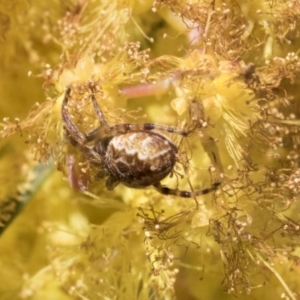 Araneus hamiltoni at Scullin, ACT - 14 Sep 2021