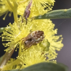 Araneus hamiltoni at Scullin, ACT - 14 Sep 2021