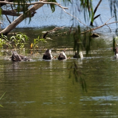 Anseranas semipalmata (Magpie Goose) at Cranbrook, QLD - 6 Dec 2019 by TerryS