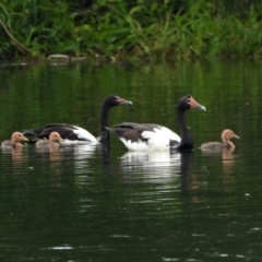 Anseranas semipalmata (Magpie Goose) at Cranbrook, QLD - 18 Dec 2020 by TerryS