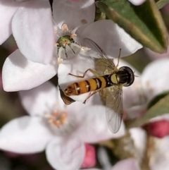 Sphaerophoria macrogaster (Hover Fly) at Murrumbateman, NSW - 15 Sep 2021 by SimoneC