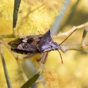 Oechalia schellenbergii at Scullin, ACT - 14 Sep 2021