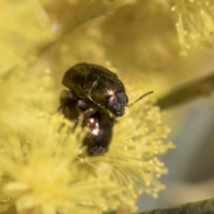 Ditropidus sp. (genus) at Scullin, ACT - 14 Sep 2021