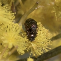 Ditropidus sp. (genus) at Scullin, ACT - 14 Sep 2021