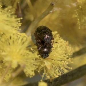 Ditropidus sp. (genus) at Scullin, ACT - 14 Sep 2021