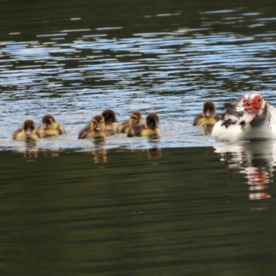 Cairina moschata (Muscovy Duck (Domestic Type)) at Douglas, QLD - 12 Sep 2020 by TerryS