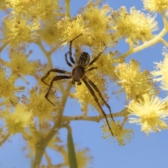 Araneinae (subfamily) (Orb weaver) at Scullin, ACT - 14 Sep 2021 by AlisonMilton