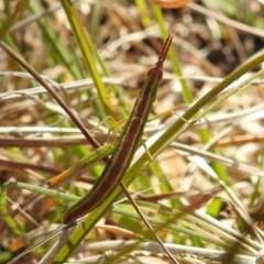 Keyacris scurra (Key's Matchstick Grasshopper) at Kambah, ACT - 15 Sep 2021 by HelenCross
