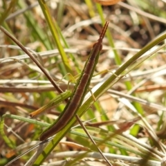 Keyacris scurra (Key's Matchstick Grasshopper) at Kambah, ACT - 15 Sep 2021 by HelenCross