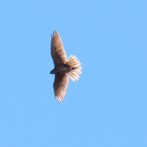 Falco berigora at Majura, ACT - 14 Sep 2021