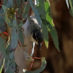 Melithreptus brevirostris at Majura, ACT - 14 Sep 2021