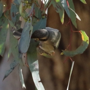 Melithreptus brevirostris at Majura, ACT - 14 Sep 2021