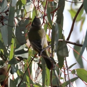 Melithreptus brevirostris at Majura, ACT - 14 Sep 2021