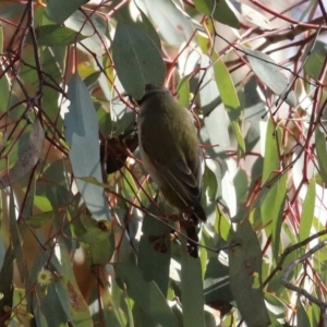 Melithreptus brevirostris at Majura, ACT - 14 Sep 2021 02:46 PM