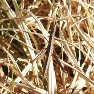 Keyacris scurra at Kambah, ACT - 15 Sep 2021