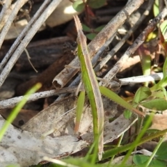 Keyacris scurra at Kambah, ACT - 15 Sep 2021